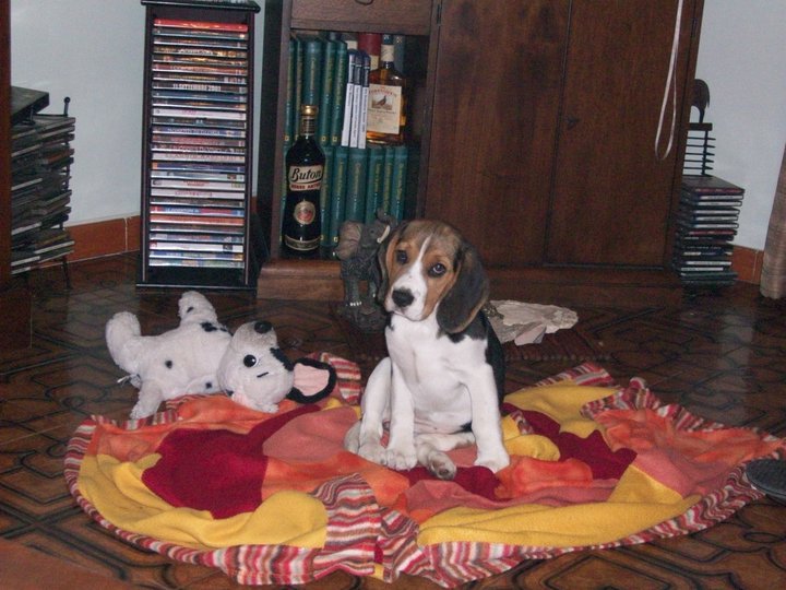 MAYA (Arianna) - 31/03/2012